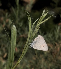 Satyrium sylvinus dryope