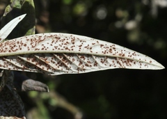 Puccinia chrysanthemi