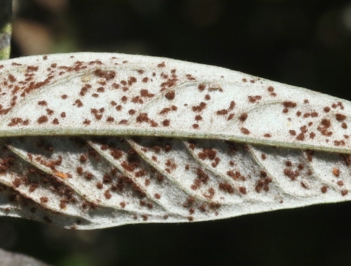 iNaturalist observation photo of Puccinia chrysanthemi