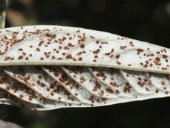 Puccinia chrysanthemi