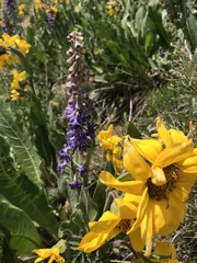 Delphinium × occidentale