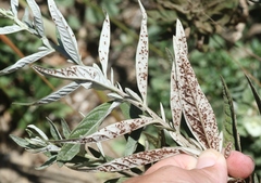 Puccinia chrysanthemi