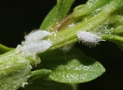 Pseudococcus viburni