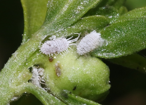 iNaturalist observation photo of Cape Mealybug
