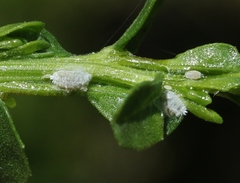 Pseudococcus viburni