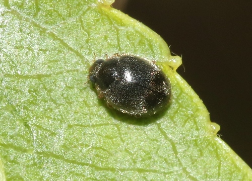 iNaturalist observation photo of Scymnus