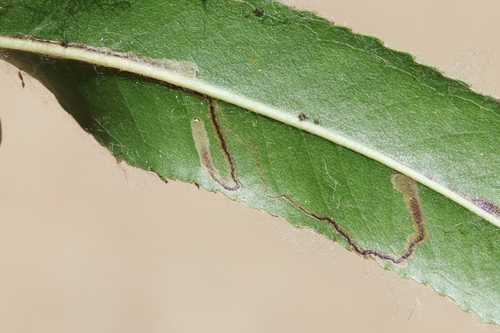 iNaturalist observation photo of Stigmella salicis group