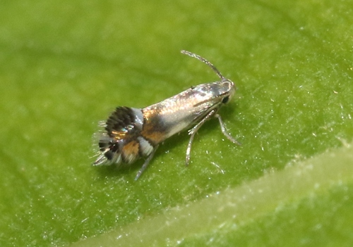 iNaturalist observation photo of Coptodisca saliciella