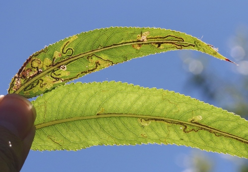 iNaturalist observation photo of Stigmella salicis group