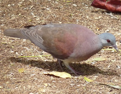 Nesoenas picturatus