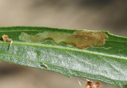 iNaturalist observation photo of Calycomyza
