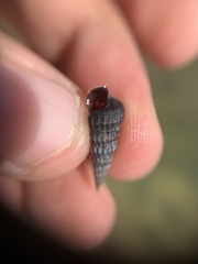 Cerithideopsis