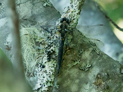 Somatochlora semicircularis