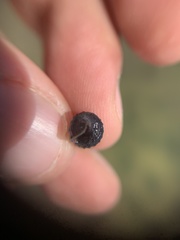 Cerithideopsis
