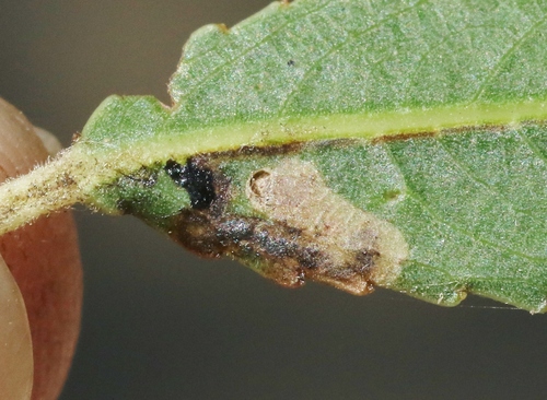 iNaturalist observation photo of Stigmella salicis group