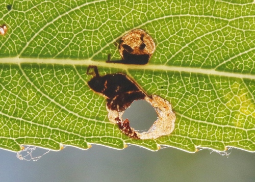 iNaturalist observation photo of Coptodisca saliciella