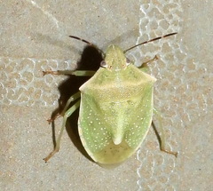 Thyanta custator custator