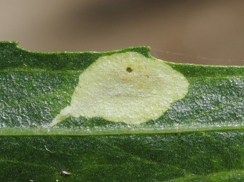 iNaturalist observation photo of Cremastobombycia