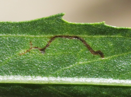 iNaturalist observation photo of Winged and Once-winged Insects