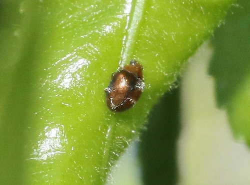 iNaturalist observation photo of Scymnus difficilis