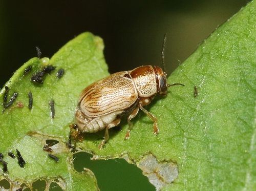 iNaturalist observation photo of Scriptured Leaf Beetles