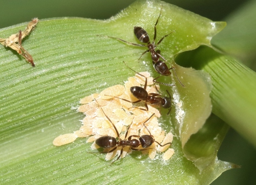 iNaturalist observation photo of Argentine Ant