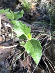 Mentzelia oligosperma