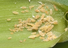 Trionymus californicus