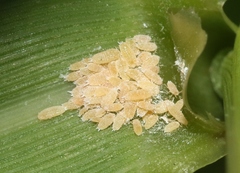 Trionymus californicus