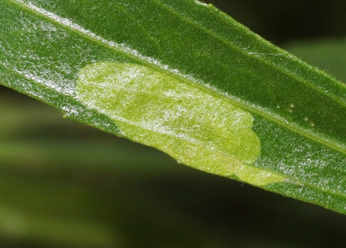 iNaturalist observation photo of Cremastobombycia