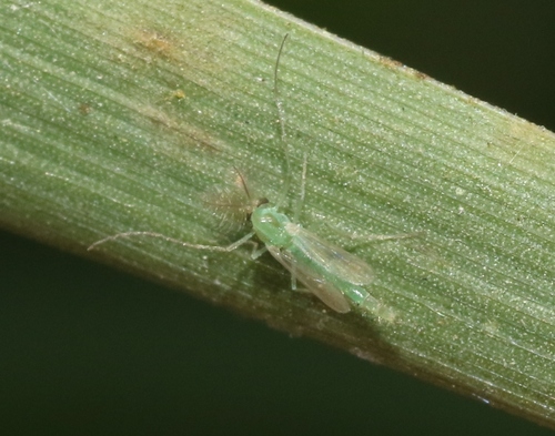 iNaturalist observation photo of Chironomini