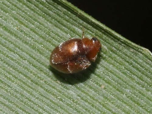 iNaturalist observation photo of Scymnus difficilis