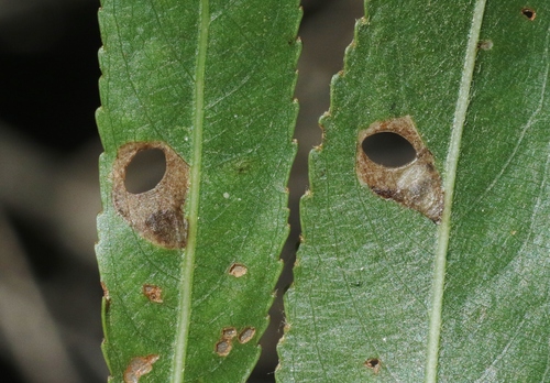 iNaturalist observation photo of Coptodisca saliciella
