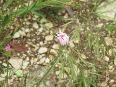 Crepis rubra