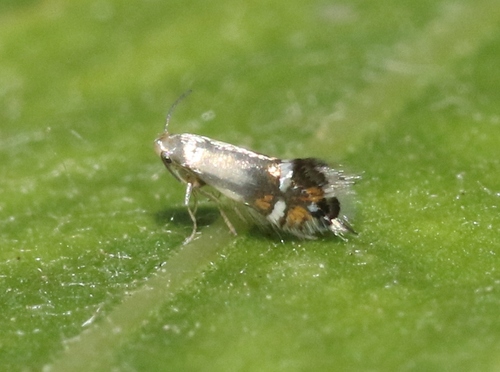 iNaturalist observation photo of Coptodisca saliciella