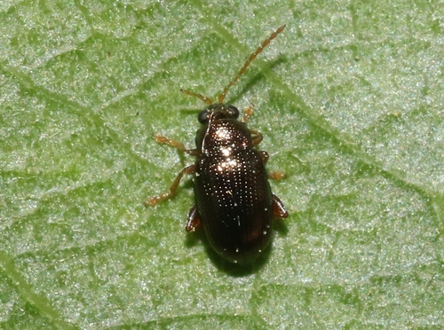 iNaturalist observation photo of Crepidodera aereola