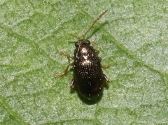Crepidodera aereola