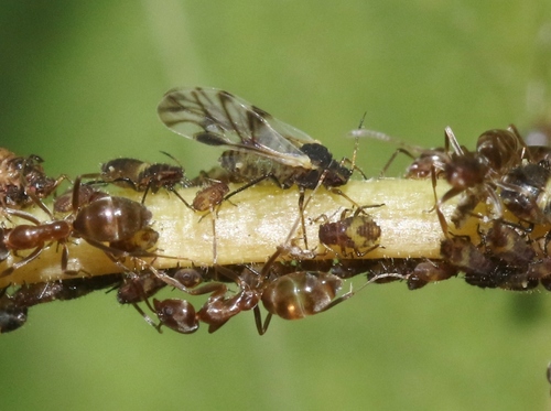 iNaturalist observation photo of Smoky Poplar Aphid