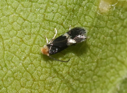 iNaturalist observation photo of Ectoedemia