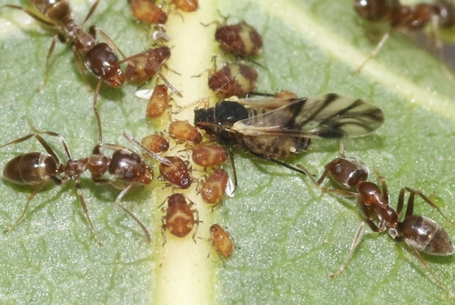 iNaturalist observation photo of Chaitophorus
