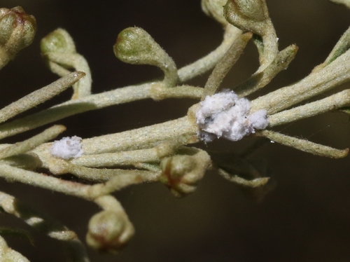 iNaturalist observation photo of Sagebrush mealybug