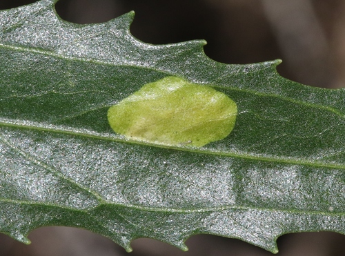 iNaturalist observation photo of Cremastobombycia