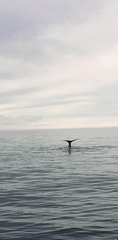 Physeter macrocephalus