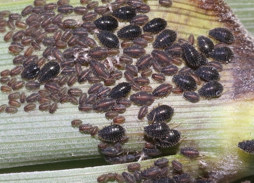 iNaturalist observation photo of Hedgehog Grain Aphid