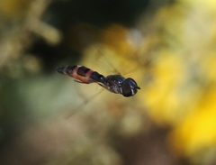 Hypocritanus lemur