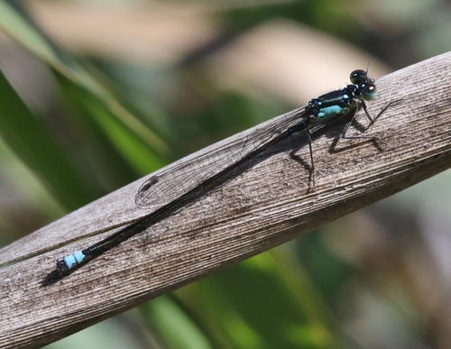 iNaturalist observation photo of Pacific Forktail