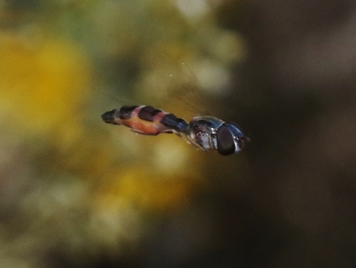 iNaturalist observation photo of Western Band-winged Hover Fly