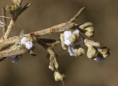 Amonostherium lichtensioides
