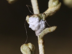 Amonostherium lichtensioides