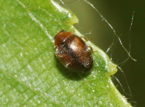 iNaturalist observation photo of Scymnus difficilis